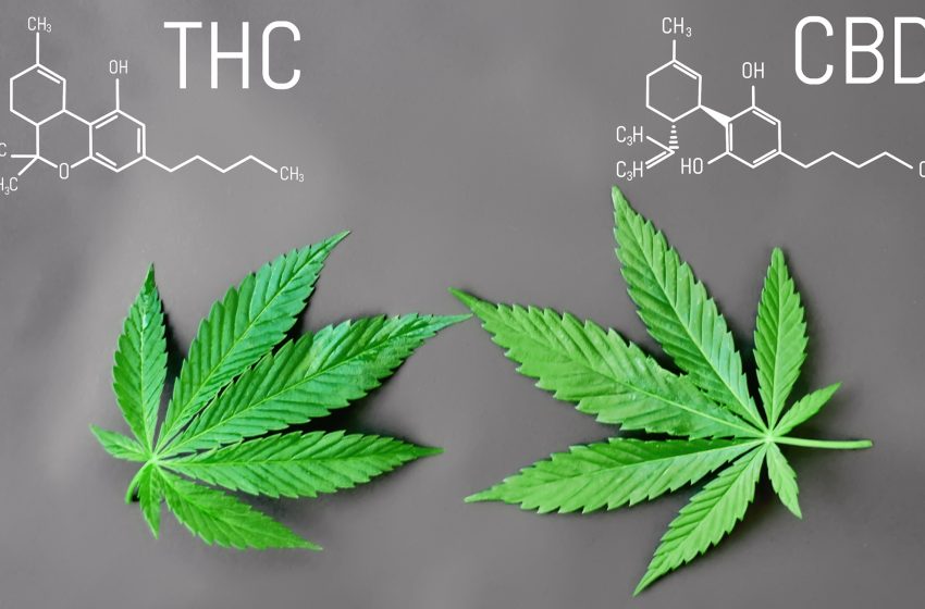 CBD vs THC: por que o CBD não é intoxicante?