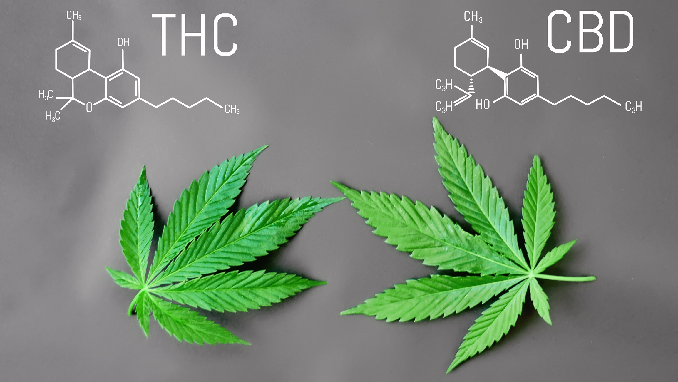 CBD vs THC: por que o CBD não é intoxicante?