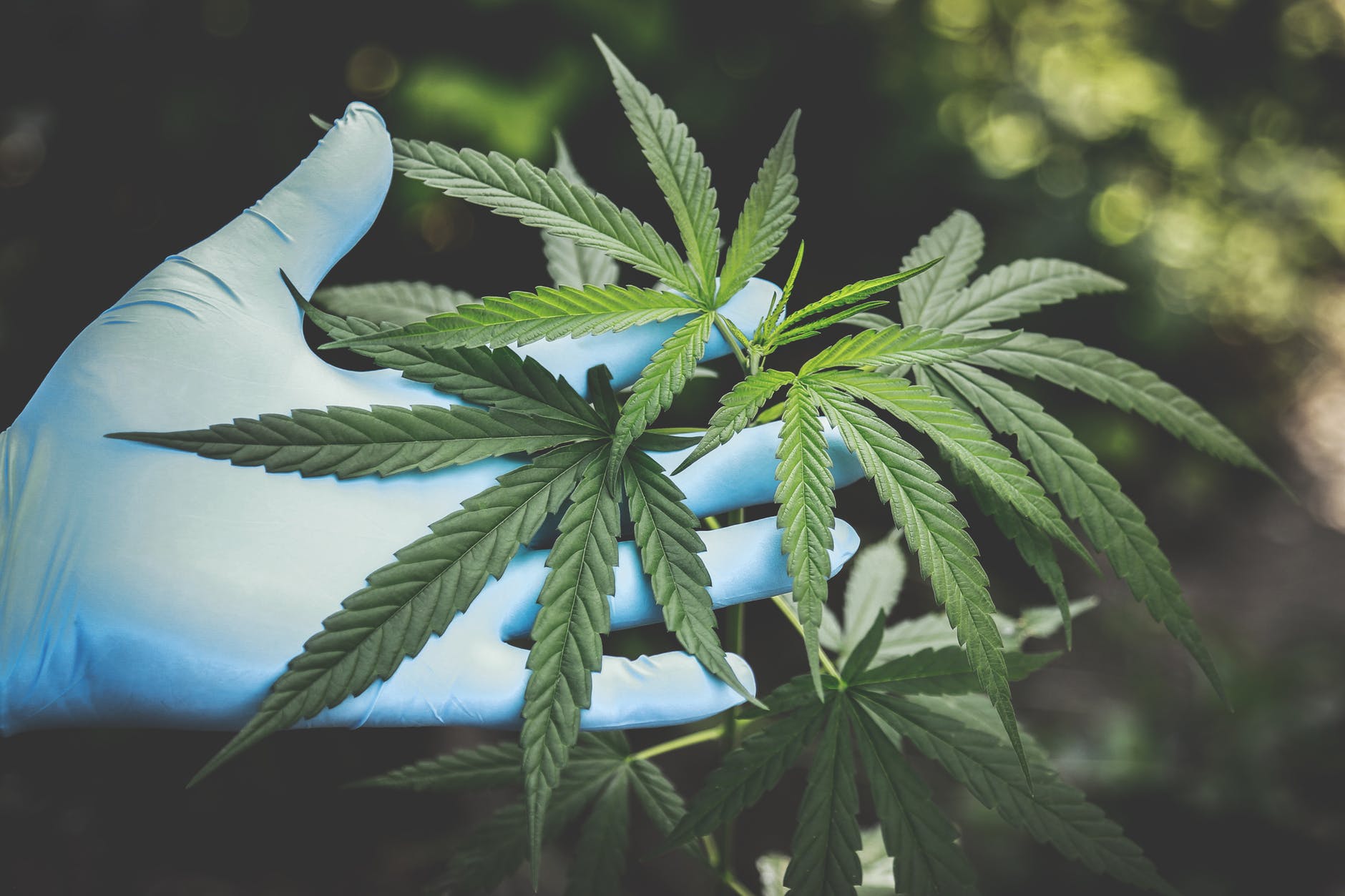 Canabidiol (CBD): O que é, Efeitos, Benefícios e Consumo – Guia Completo