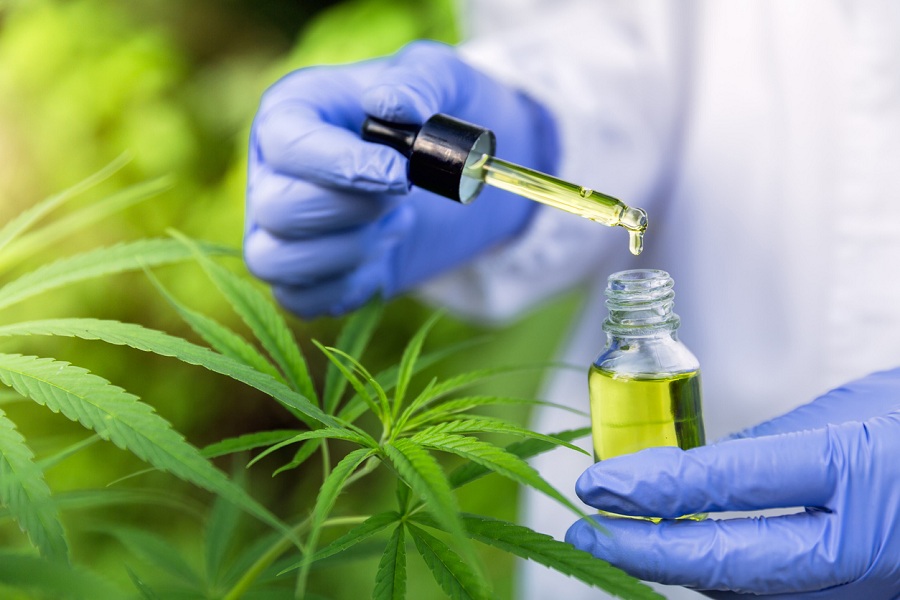 Cannabis medicinal: como pode ajudar no tratamento de doenças