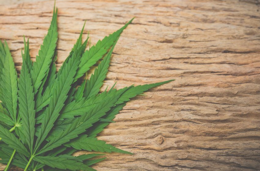  Uso de cannabis cresce exponencialmente durante quarentena