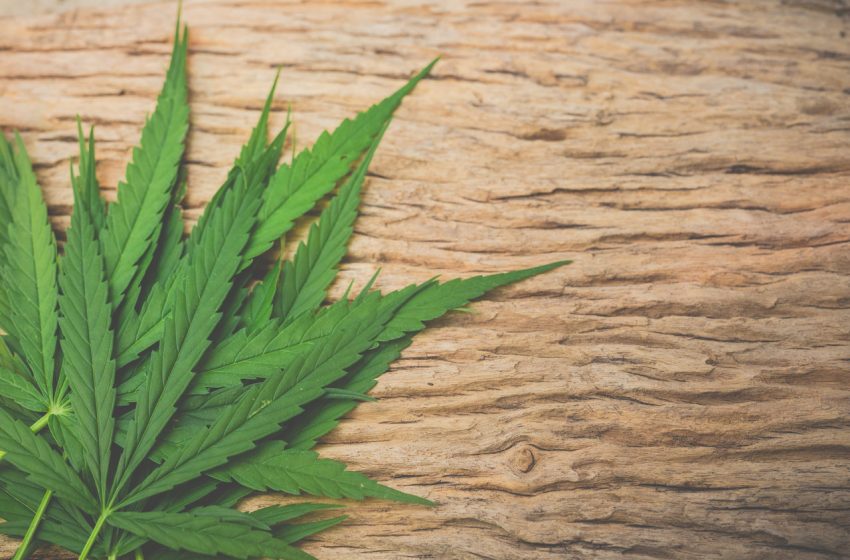 Uso de cannabis cresce exponencialmente durante quarentena