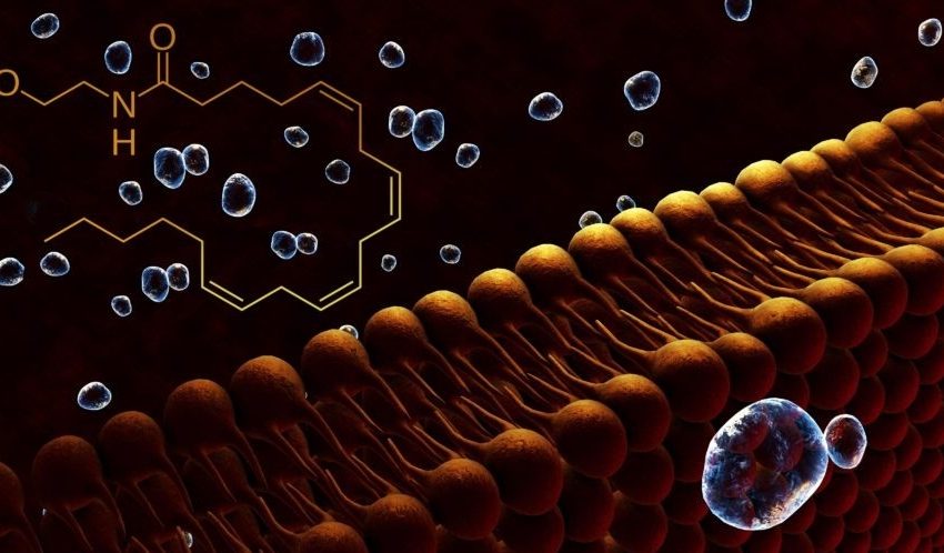 Anandamida: O Canabinoide produzido pelo corpo