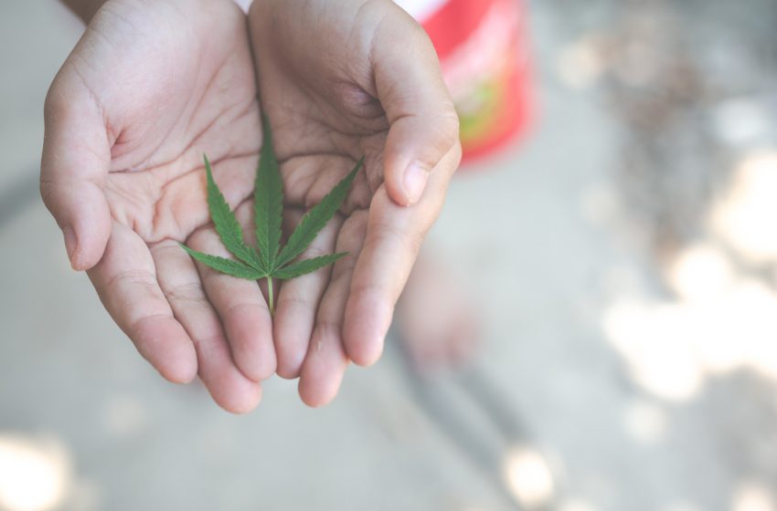 A liberação da maconha no Brasil seria viável?