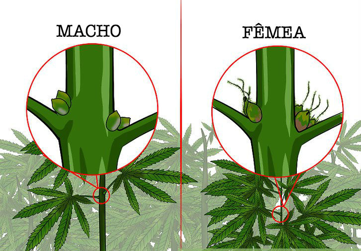 Macho e Fêmea como identificar o sexo da planta cannabis Cannalize