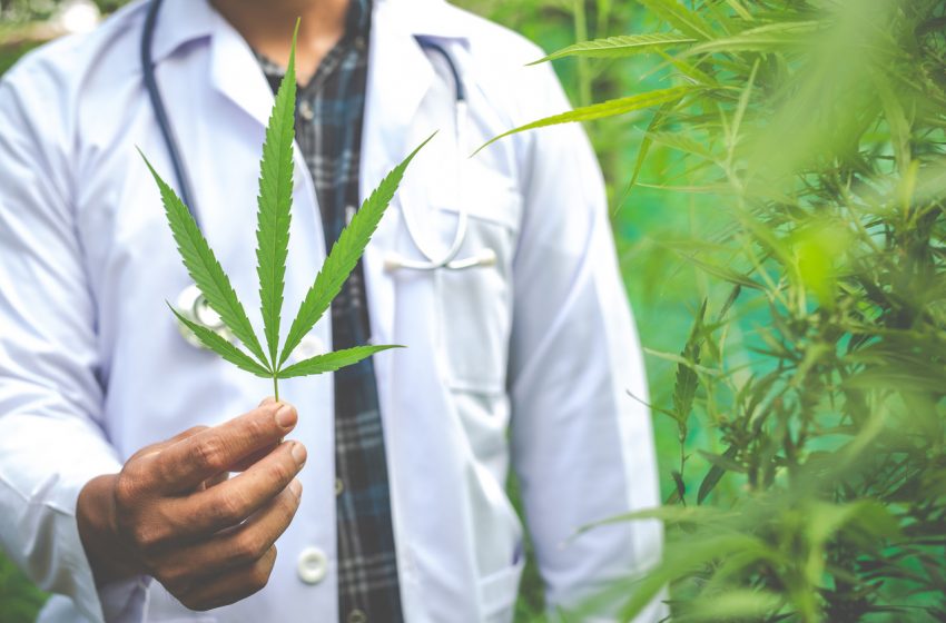 Cannabis medicinal no tratamento da epilepsia refratária