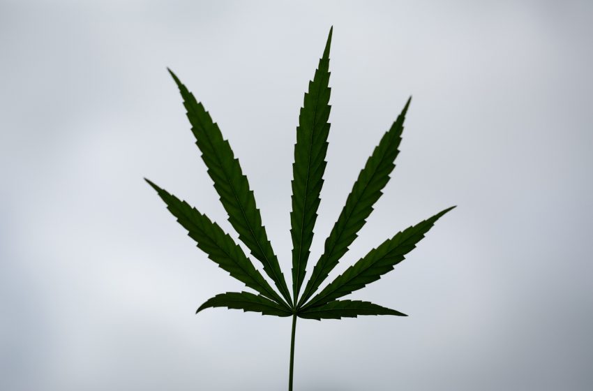 9 canabinóides além do THC e do CBD que você precisa conhecer