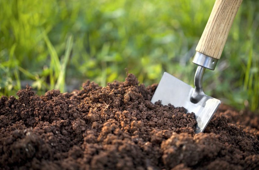 Cultivo orgânico de cannabis: o que é, quais os cuidados e passo a passo