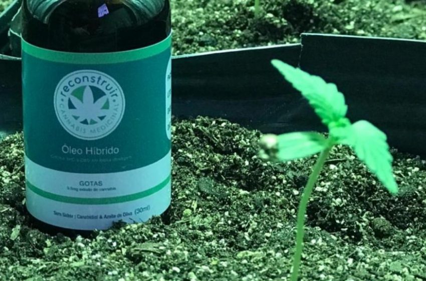 Associação de cannabis medicinal do RN tem o pedido de plantio negado