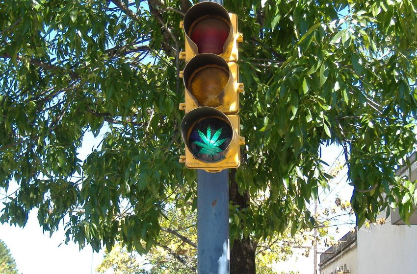 Argentina vai autorizar a venda de cannabis medicinal nas farmácias e também o cultivo individual