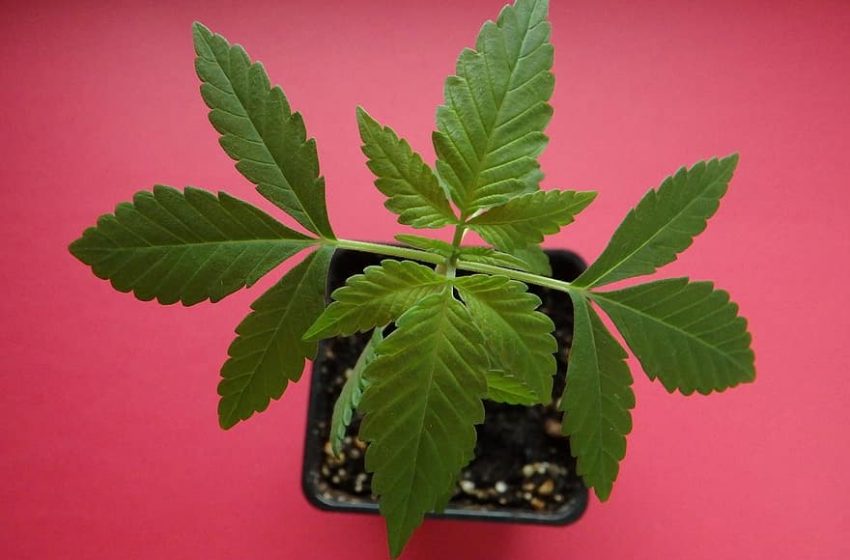 Doenças podem estar relacionadas a falta de canabinóides no corpo