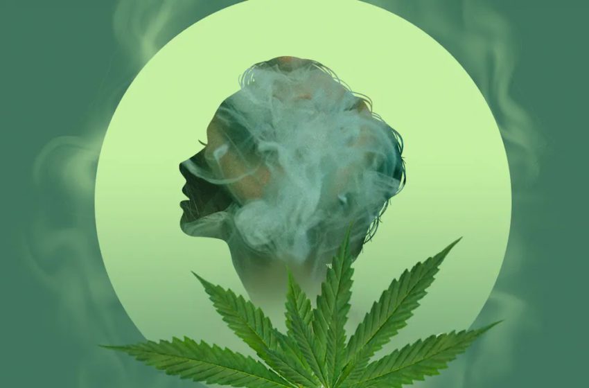  Como nosso corpo metaboliza a cannabis