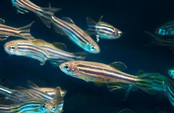 Testes de cannabis em peixes-zebra, qual a relação?