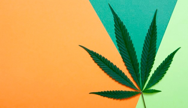 Burocracia e Dificuldades: O cenário atual da Cannabis Medicinal no Brasil