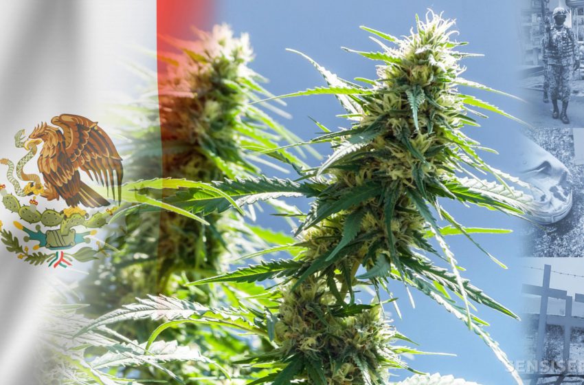 Senado mexicano aprova legalização da maconha