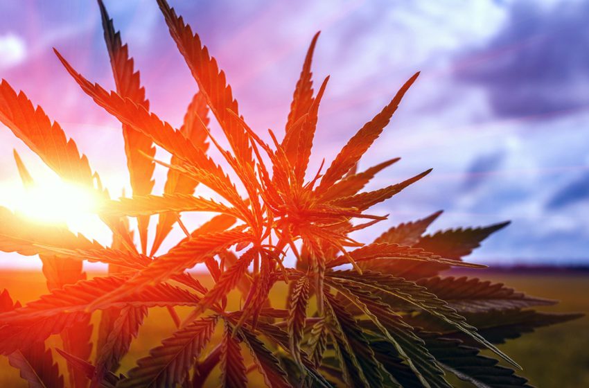Primeiro desenvolvimento genético de cannabis no Brasil