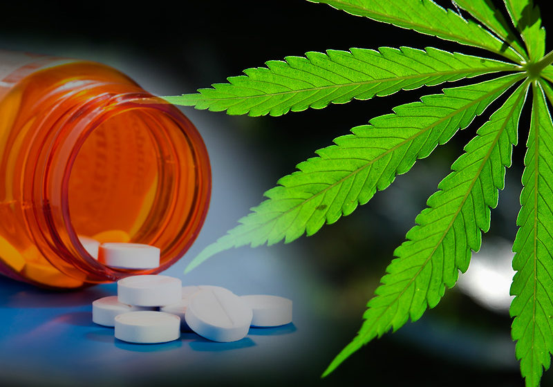  A Cannabis medicinal pode ser a solução para o fim dos opioides?