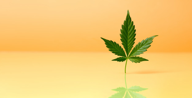 A cannabis no tratamento das inflamações