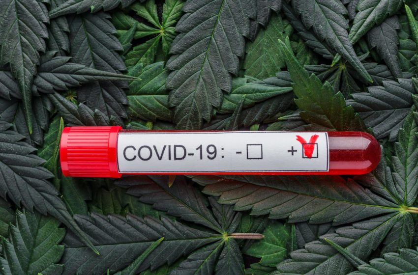  Novo estudo revela que a cannabis é promissora no combate à Covid-19 