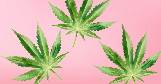 Estudo brasileiro mostra o potencial do THC para o tratamento de Fibromialgia