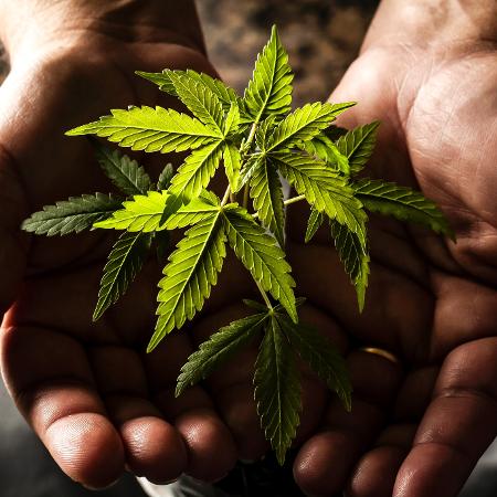  França fornecerá cannabis para pacientes 