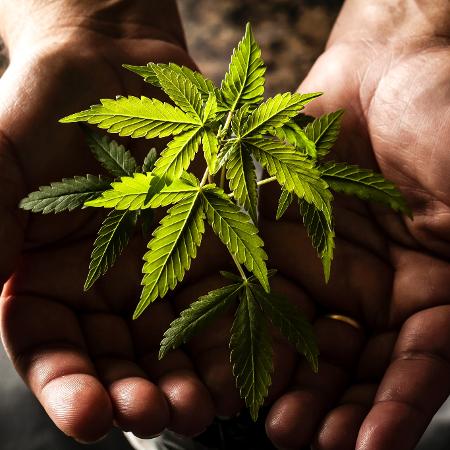 França fornecerá cannabis para pacientes