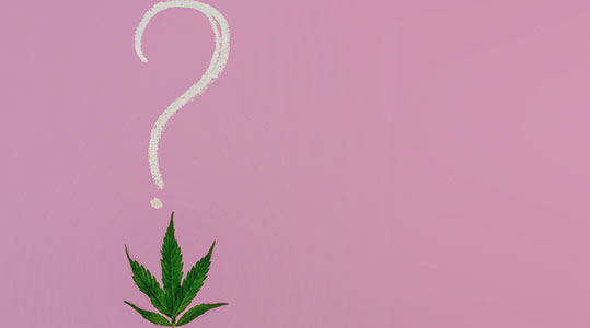Proposta do Cultivo de Cannabis: Mitos e Verdades