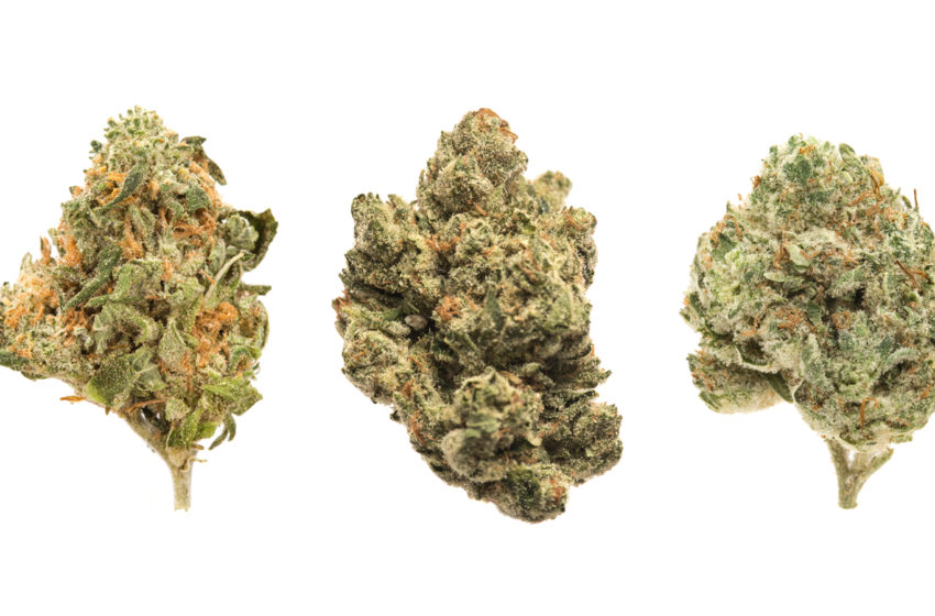  Cepas de Cannabis: O que são e suas variedades