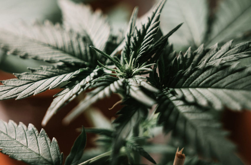 A Agência de Padrões Alimentares do Reino Unido atualiza seus critérios de CBD