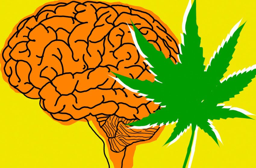 A relação da cannabis e o estresse