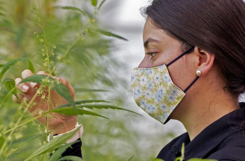  Uso da cannabis aumenta na pandemia