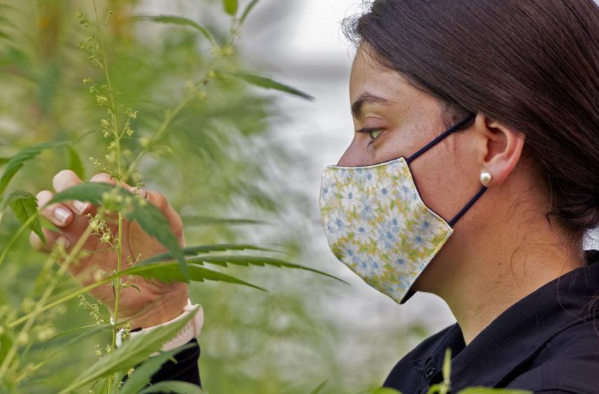 Uso da cannabis aumenta na pandemia