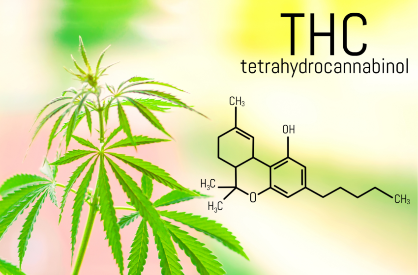 THC é remédio! Parem com o preconceito