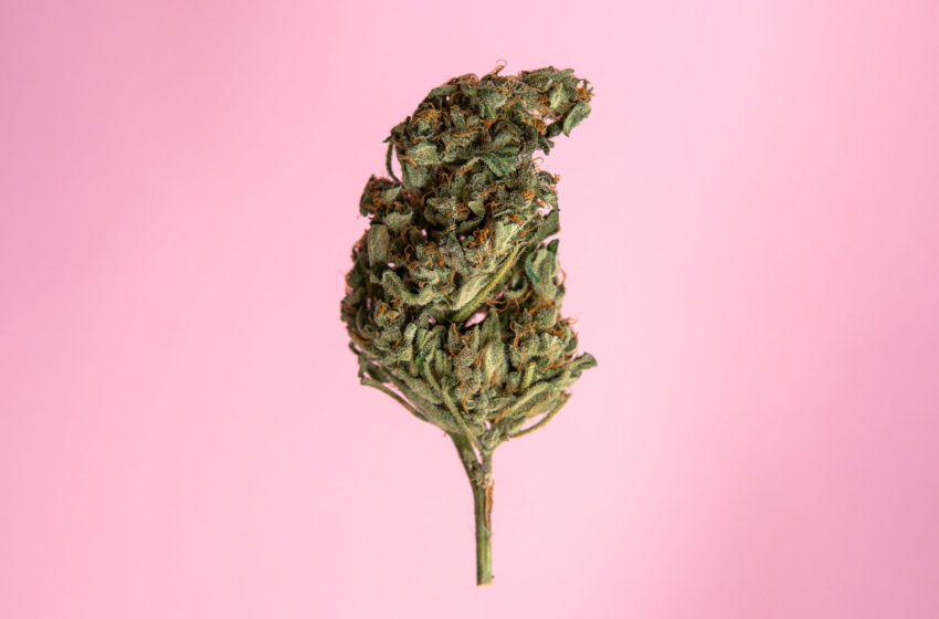 Mais portais estão falando de cannabis no Brasil, segundo estudo