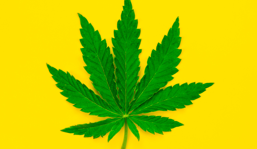  Você sabe qual a função dos canabinoides para a cannabis?