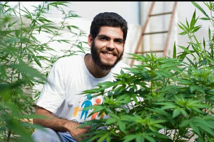 As dificuldades de Cauê em obter habeas corpus para plantar o próprio remédio