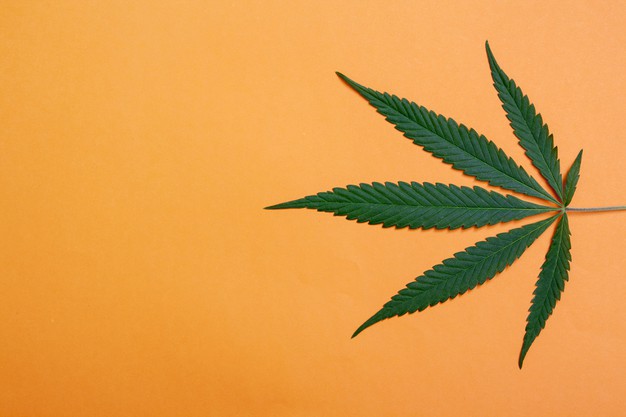   10 Coisas que você não sabia sobre a cannabis