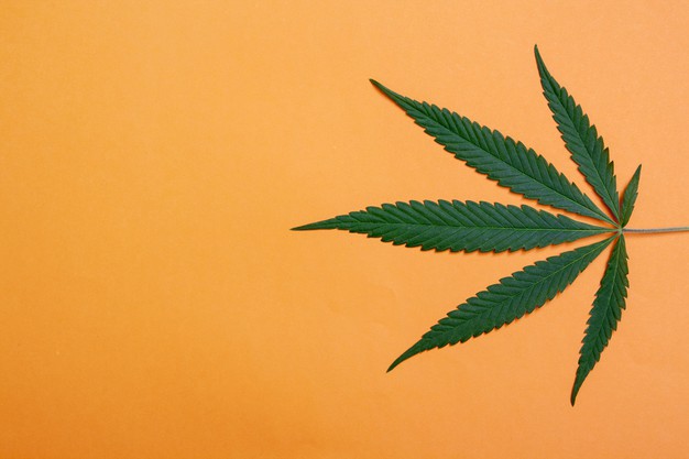 10 Coisas que você não sabia sobre a cannabis