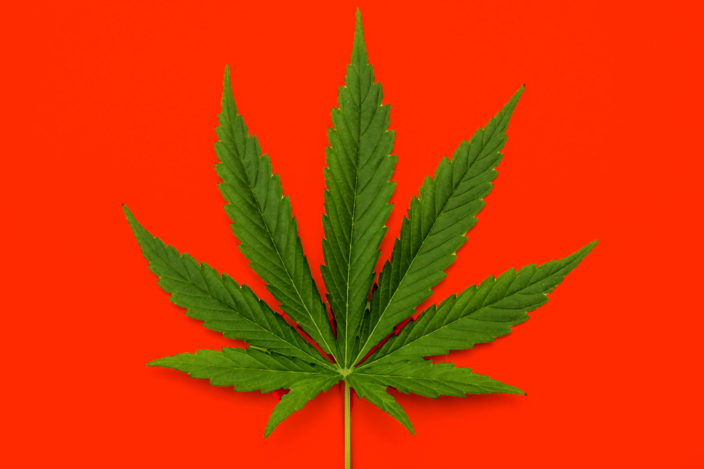 Notícias sobre Cannabis Medicinal e muito mais