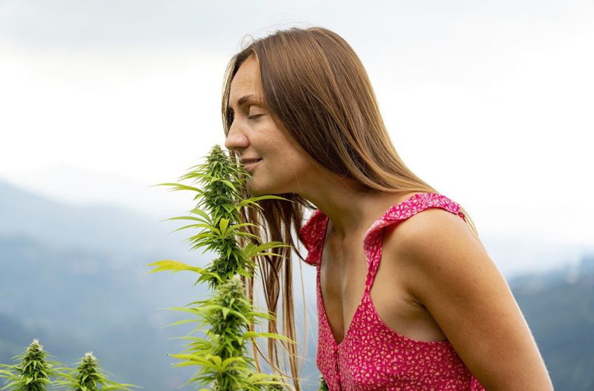  Por que a cannabis tem sabores diferentes?