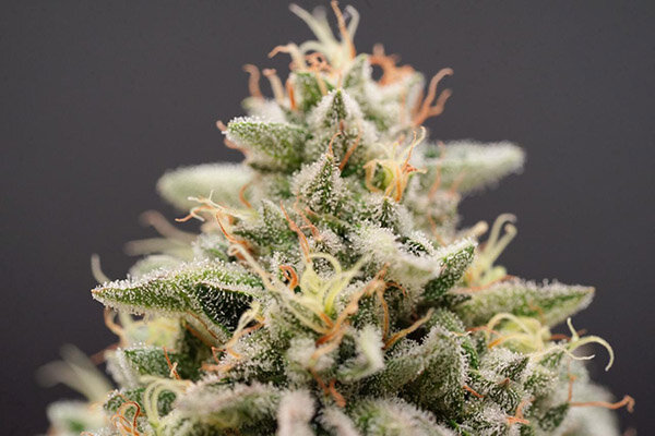 Terpenos podem ajudar no alívio da dor, segundo estudo