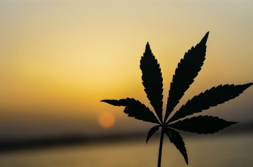 A cannabis afeta a concentração?