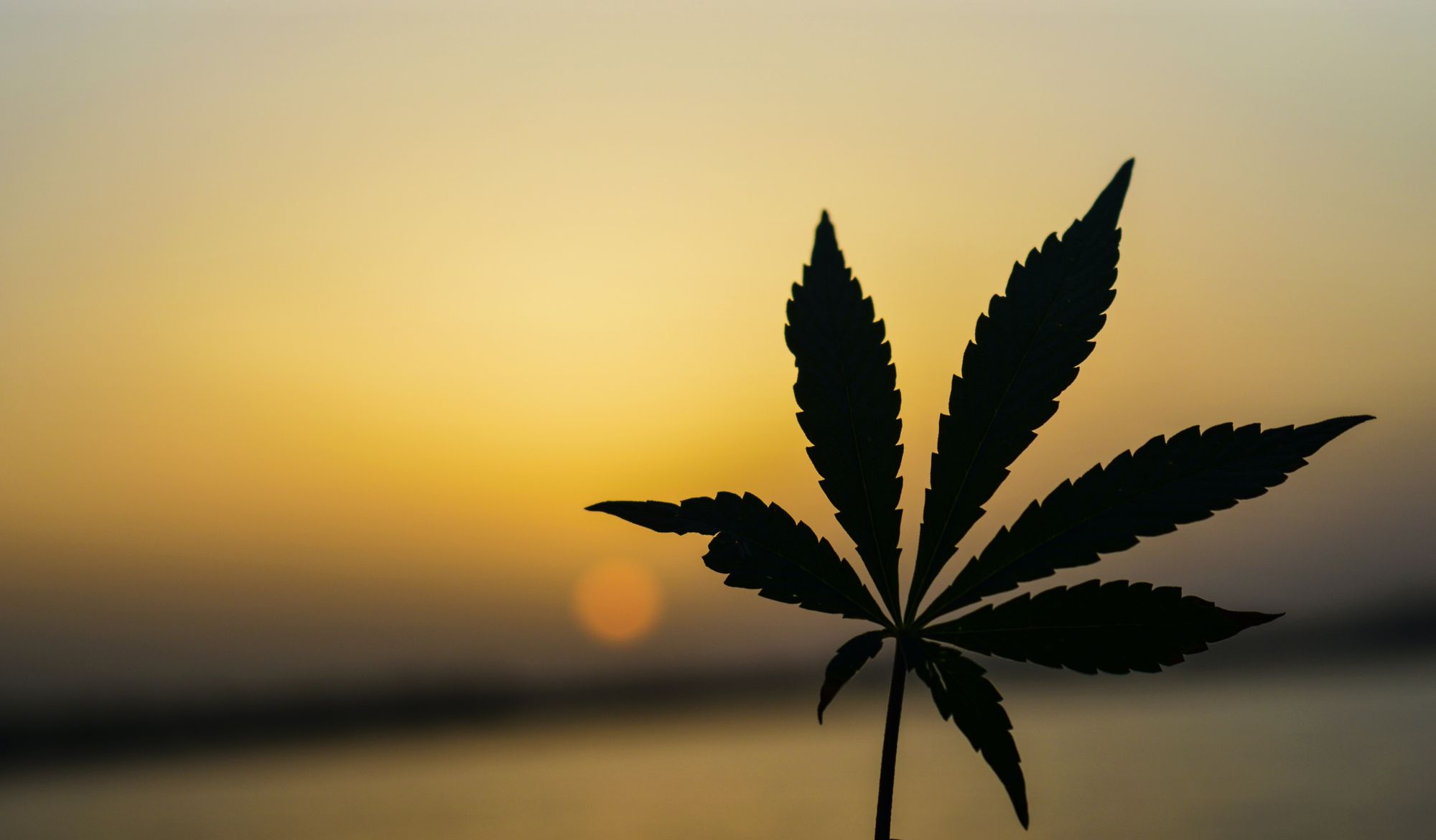 A cannabis afeta a concentração?