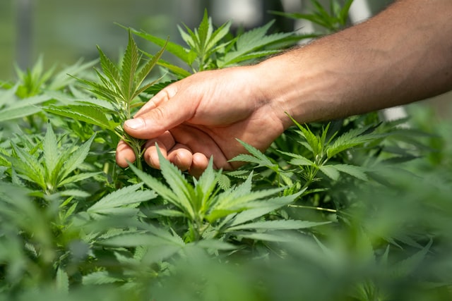 Como cultivar cannabis de forma legal e sem Habeas Corpus