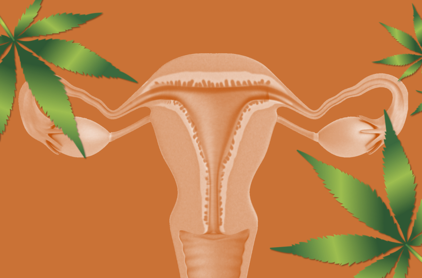 THC pode ser promissor no tratamento da endometriose, segundo estudo
