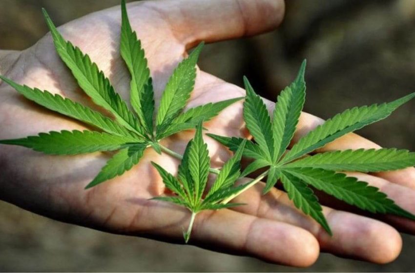  Tratamento e preconceito: A cannabis baseada em fatos