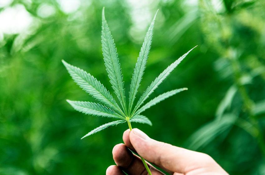 30% dos brasileiros já usaram cannabis, segundo levantamento