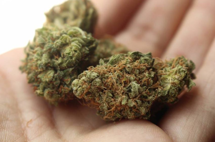A legalização da maconha no Canadá e a redução de crimes