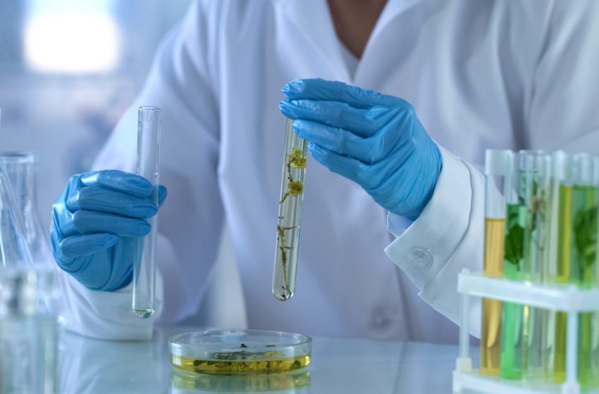 CBD diminuiu dores neuropáticas em roedores, segundo estudo