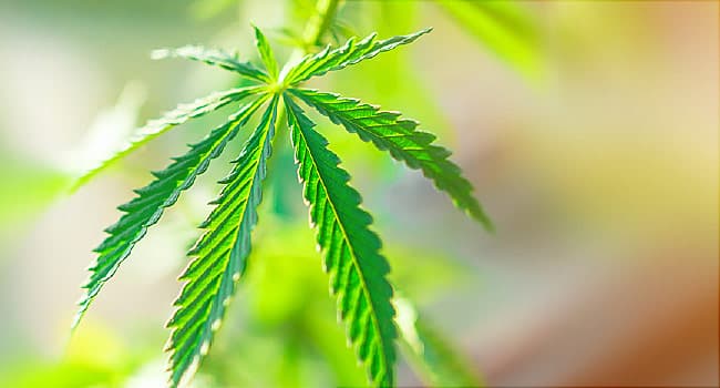 Estudos iniciais com cannabis reverteram comportamentos autistas em roedores